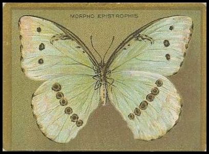 Morpho Epistrophis